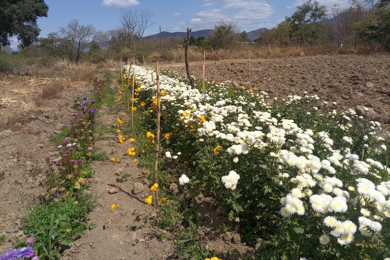 Ocotlán and San Antonino: Hands That See Workshop and Art with The Immortal Flower Ocotlán and San Antonino: Hands That See Workshop and Art with La Flor Inmortal