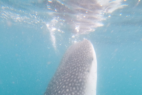 Small group Whale Shark snorkeling in La Paz, BCS, Mexico