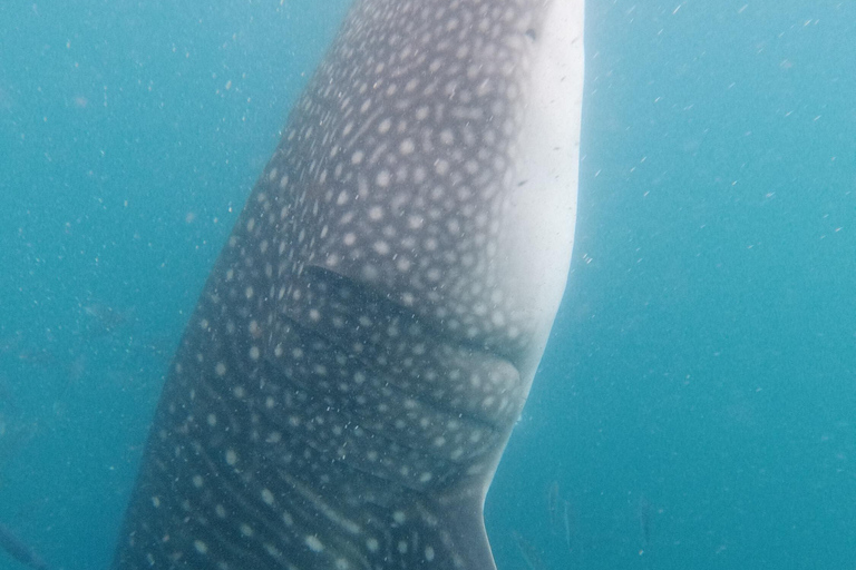 Small group Whale Shark snorkeling in La Paz, BCS, Mexico