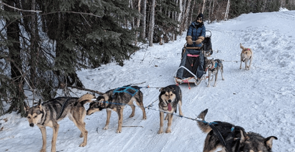 Fairbanks: 1/HR Self-Driven Dog Mushing Adventure