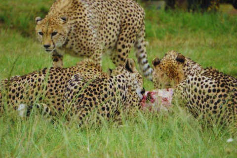 From Johannesburg: Rhino & Lion Nature Reserve Safari Tour