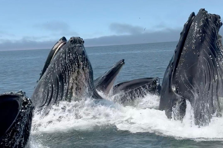 Morro Bay: Whale Watching with Lost Isle Adventures