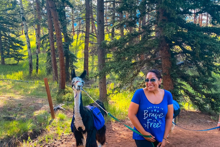 Denver: Llama Lunch in the Rocky Mountains
