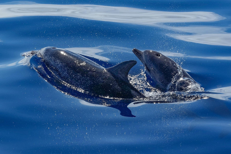 Muscat: Dolphin Watching and Historic Coastline Boat Tour Tour with Pickup and drop