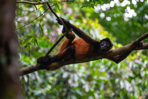 Costa Rica: Aventura de 5 dias na Costa das Caraíbas com refeições