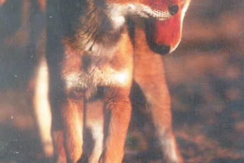 Addis Ababa: 6-Day Bale Mountains Guided Tour with Meals