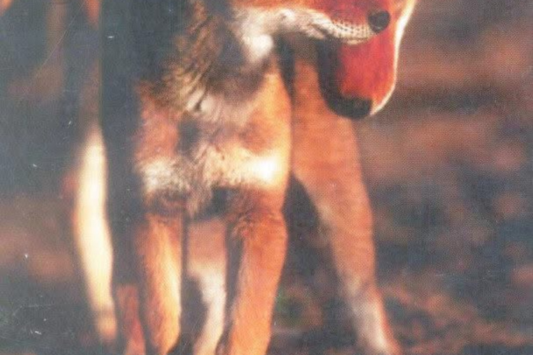 Addis Ababa: 6-Day Bale Mountains Guided Tour with Meals