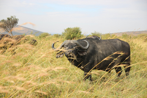 Nairobi: 3-Day, 2-Nights Maasai Mara Big Five Safari