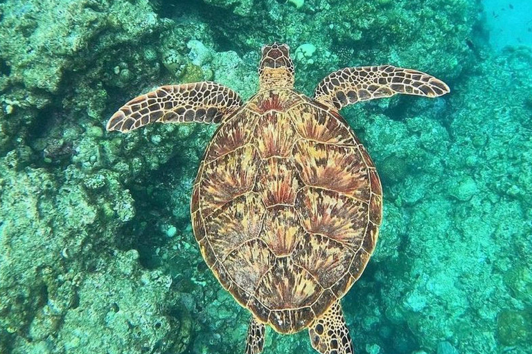 Bali: Snorkeling Blue Lagoon & Tanjung Jepun All-Inclusive Blue lagoon & Tanjung Jepun Snorkeling All-inclusive