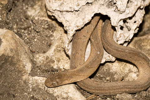 阿鲁沙：3日姆科马齐国家公园与马赛村落之旅