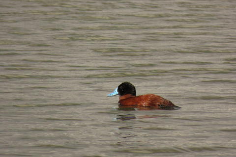 Birdwatching in Bogotá wetlands with Bakata Pajarera