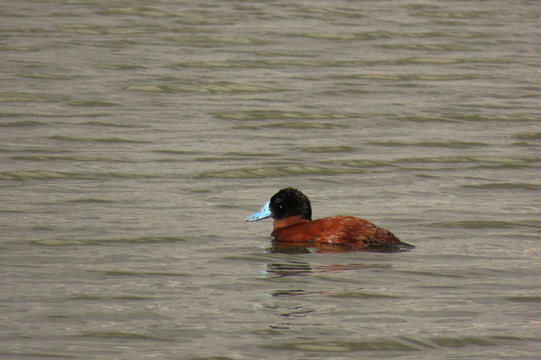 Birdwatching in Bogotá wetlands with Bakata Pajarera