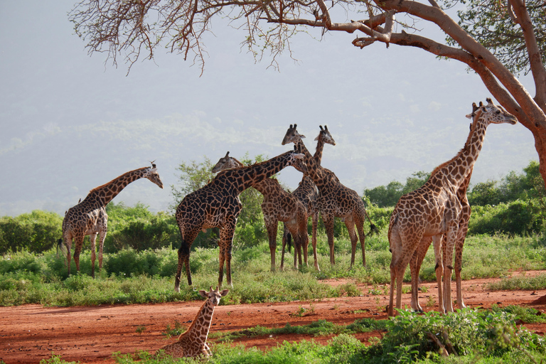 Maravilhas Selvagens de Maasai Mara - Safari de 3 dias