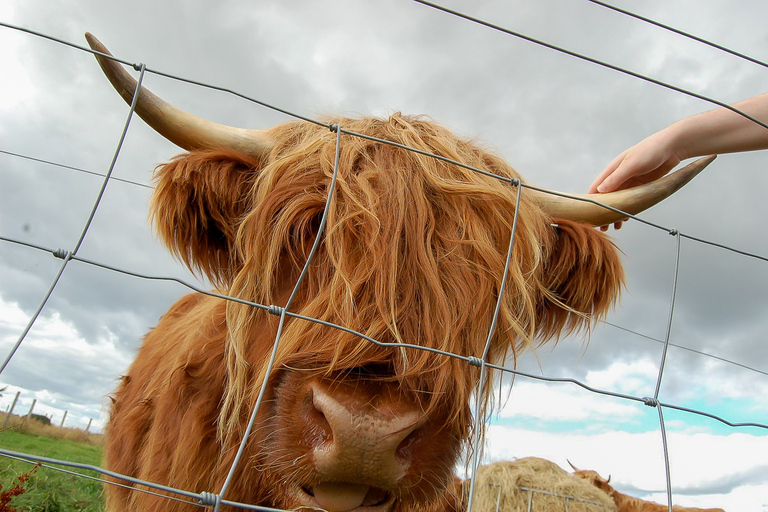 Från Inverness: Dagsutflykt till Isle of Skye och Fairy Pools