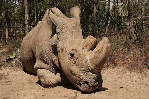 De Nairobi: Excursão de um dia à Ol Pejeta Conservancy