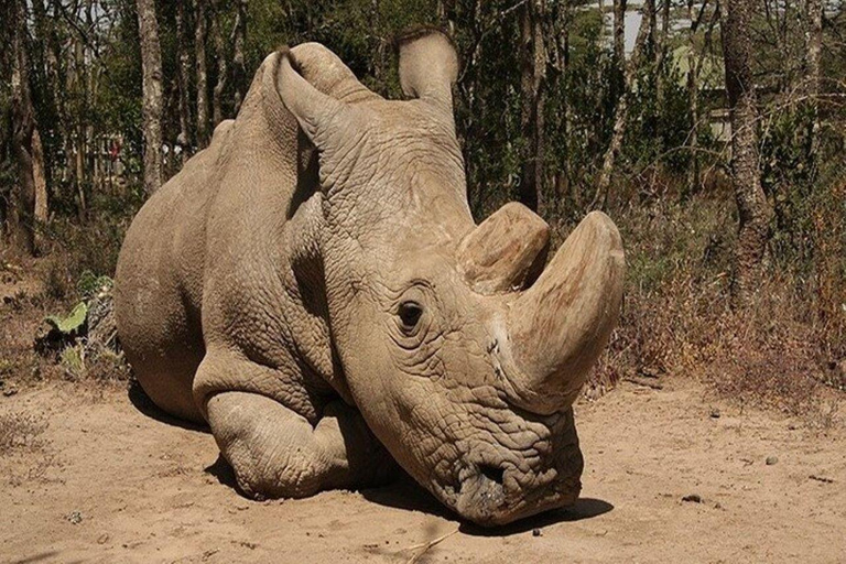 Depuis Nairobi : Excursion d&#039;une journée dans la réserve naturelle d&#039;Ol Pejeta