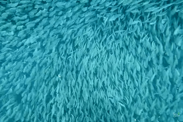 Cebú:Excursión en grupo con tiburón ballena, cascada y carrera de sardinas+Comida