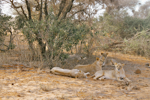 Safari mit Übernachtung im Tsavo East National Park von Mombasa aus