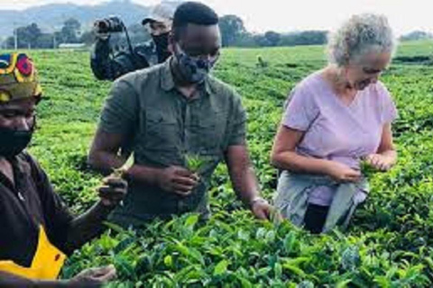 Kigali City Tour, Gorilla trekking, safari and Cultural tour