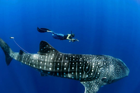 Lombok Trip: Sumbawa Whale Shark Snorkeling Trip with Boat