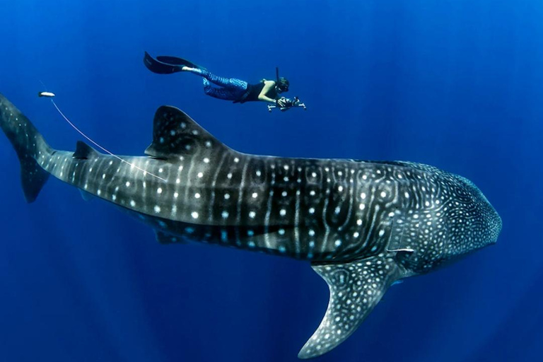 Lombok Trip: Sumbawa Whale Shark Snorkeling Trip with Boat