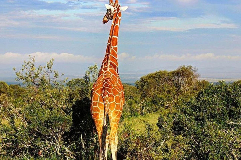 Depuis Nairobi : Excursion d&#039;une journée dans la réserve naturelle d&#039;Ol Pejeta