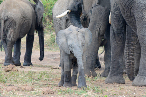 Tour di 7 giorni in Ruanda e Uganda: trekking dei primati e fauna selvatica