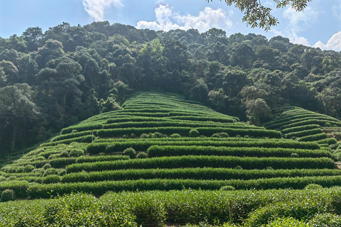 From Shanghai: One-Day Hangzhou Longjing Village Niche Tour
