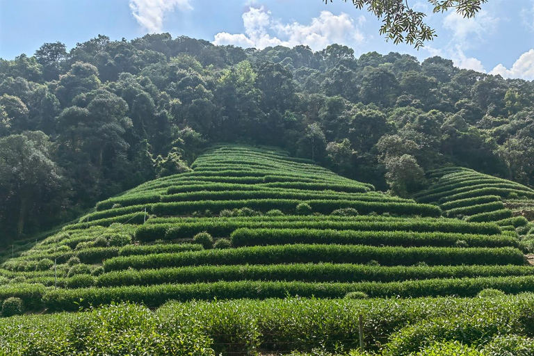 From Shanghai: One-Day Hangzhou Longjing Village Niche Tour