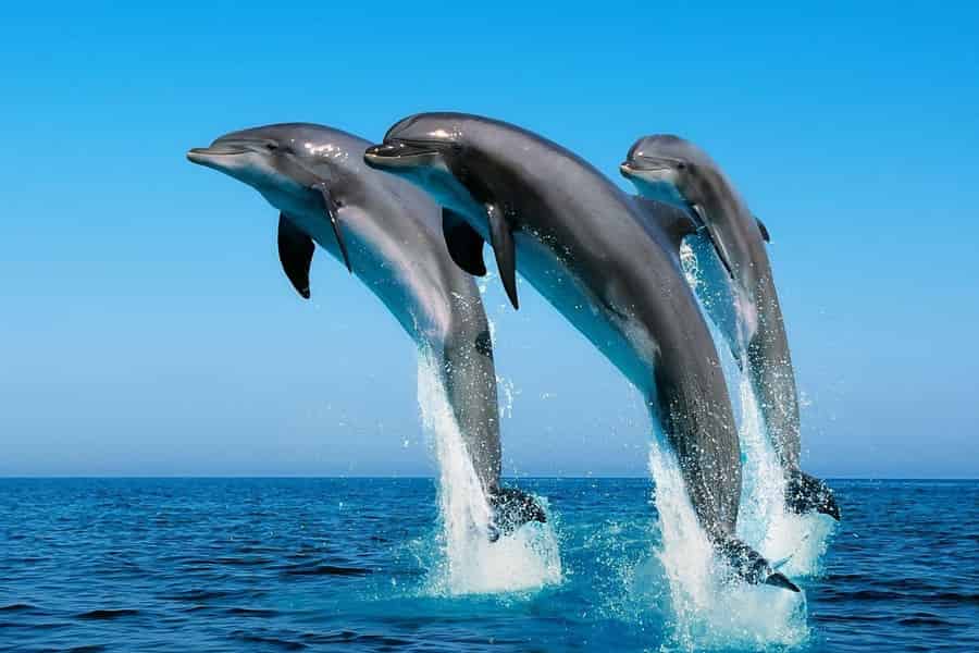 Hurghada: Bootstour zur Delfinbeobachtung mit Schnorcheln und Mittagessen. Foto: GetYourGuide