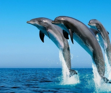 Hurghada: Dolphin Watching & Snorkeling Adventure with Lunch
