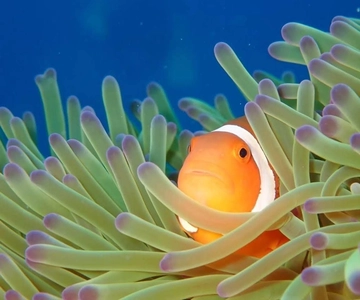 From Naha Scuba Diving Trip in Kerama(for certified divers)