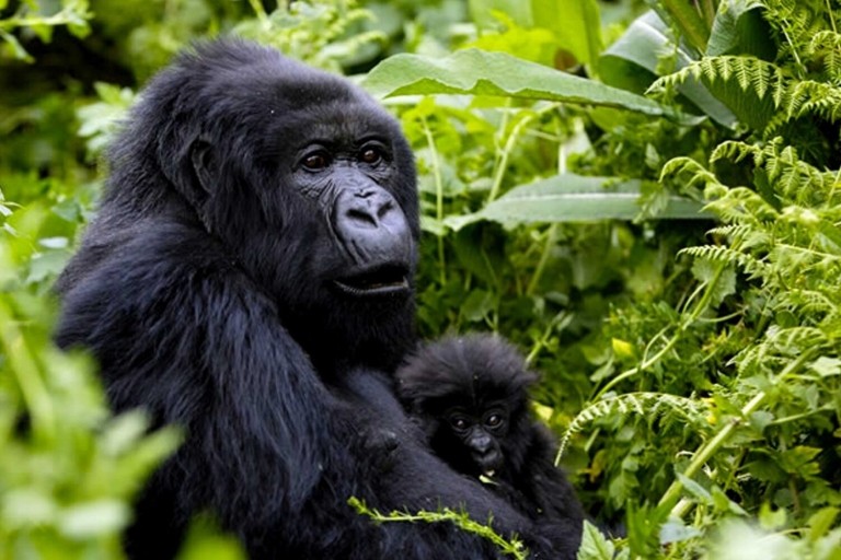 3-daagse gorillatrekking en Batwa Trail Safari in Bwindi