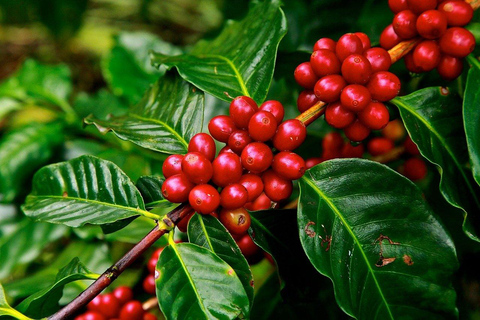 Tour privado de la plantación de café con degustación y almuerzo