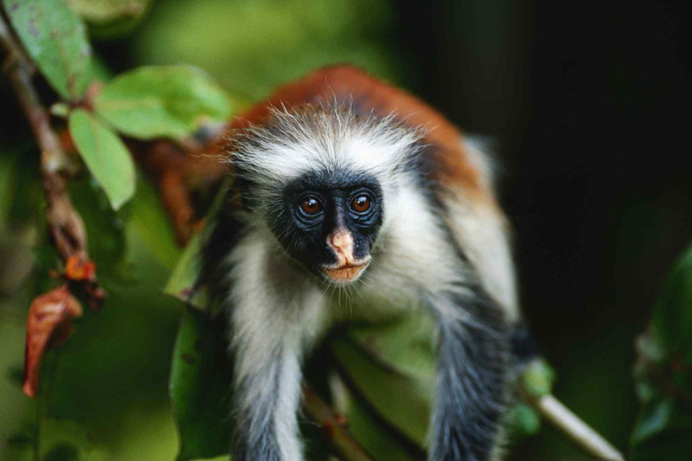 ZANZIBAR; Jozan Forest, Butterfly & Visit Local Village pete