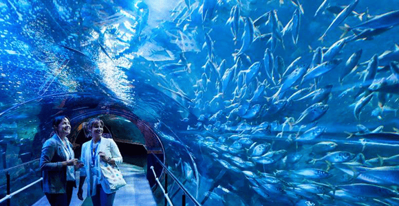 Two women in a glass tunnel at an aquarium with a large school of silvery fish swimming overhead and on the right