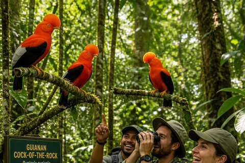 From Manaus: Presidente Figueiredo Birdwatching Tour