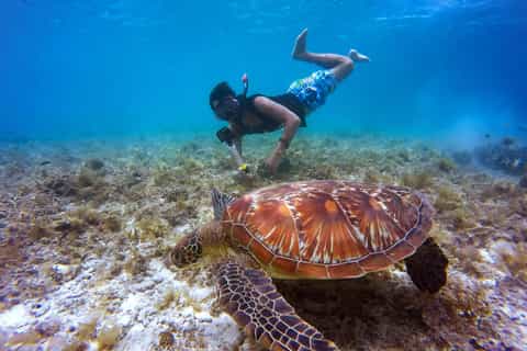 Mirissa : Excursion snorkeling avec tortues de mer et récif corallien