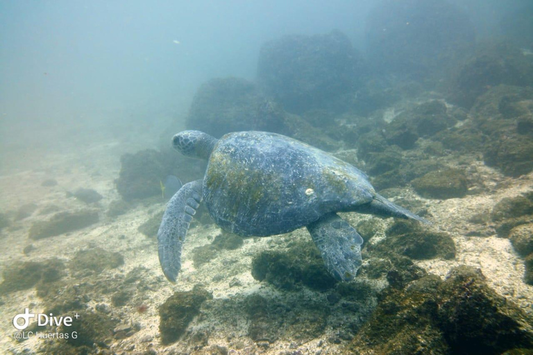 Tamarindo: Snorkeltour met gids en zeeleven spotten