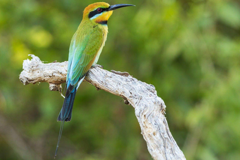 2 dagen 1 nacht Nyerere nationaal park Vlucht vanaf Zanzibar