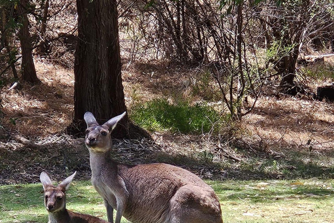 Perth: Pinnacles Desert, Yanchep & Lancelin Private Tour