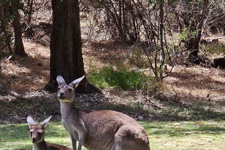 Perth: Pinnacles Desert, Yanchep & Lancelin Private Tour
