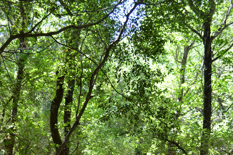 Rhodes: Filerimos hill and Butterflies Valley-Small Group Filerimos hill and Butterflies valley with a small group