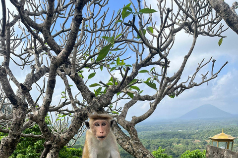 Sigiriya: Dambulla, Spice Garden & Sera Waterfall Tour