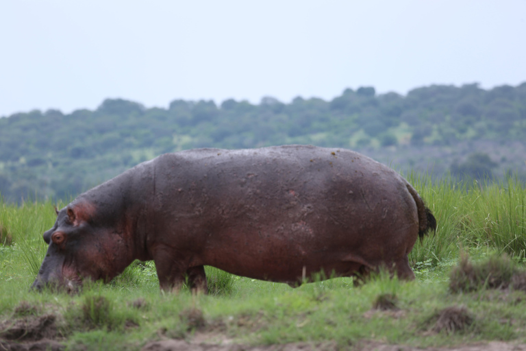 Victoria falls 4hours safari with picnic lunch or breakfast 4hours Victoria falls Safari with Picnic Breakfast.