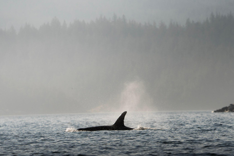Campbell River: Spring Bear Watching & Waterfalls Boat Tour