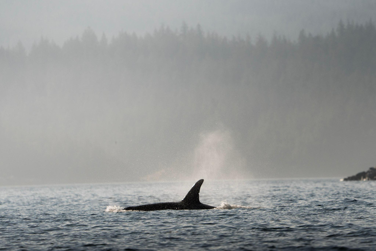 Campbell River: Spring Bear Watching & Waterfalls Boat Tour