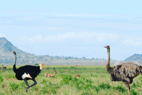 Tour di un giorno al Centro delle Giraffe, al Baby Elephant e al Parco di Nairobi