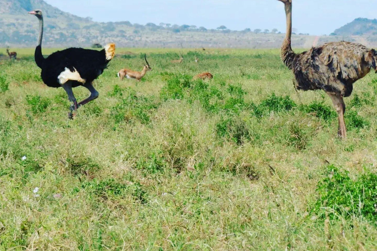 Tour di un giorno al Centro delle Giraffe, al Baby Elephant e al Parco di Nairobi