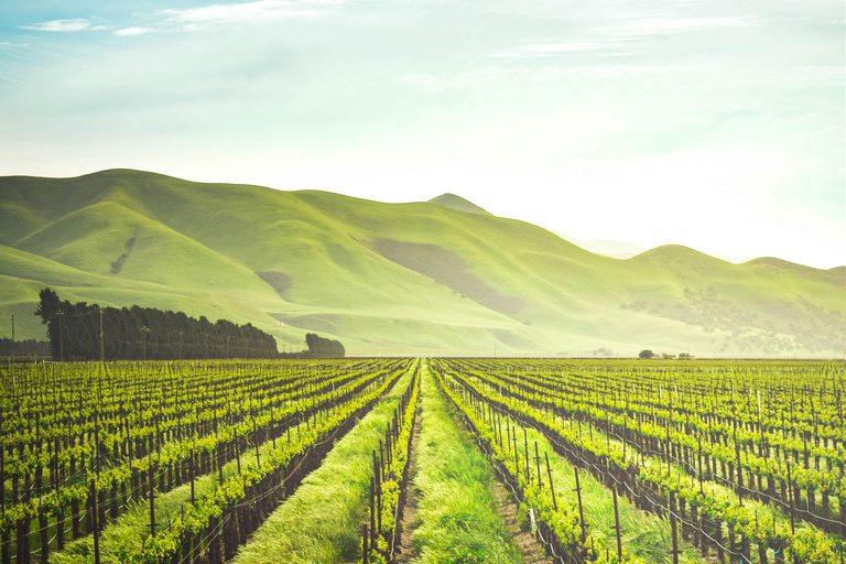 Constantia : L&#039;expérience de l&#039;héritage d&#039;un viticulteur